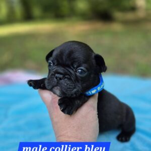 2 magnifiques chiots bouledogue français lof a rés