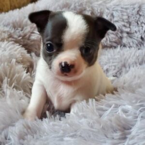 2 superbes petites chihuahuas caille