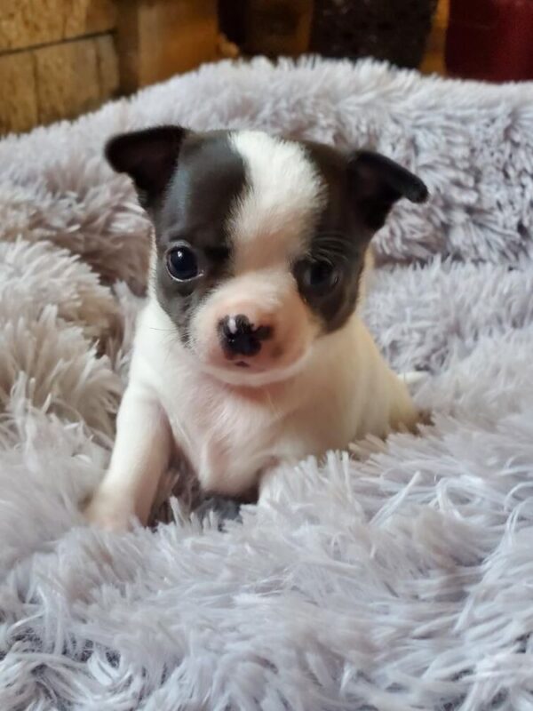 2 superbes petites chihuahuas caille