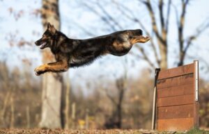 3 chiots mâles bergers allemands lof
