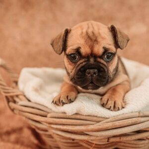 3 femelles type bouledogue français