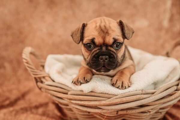 3 femelles type bouledogue français