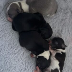 4 femelles chihuahuas poils longs