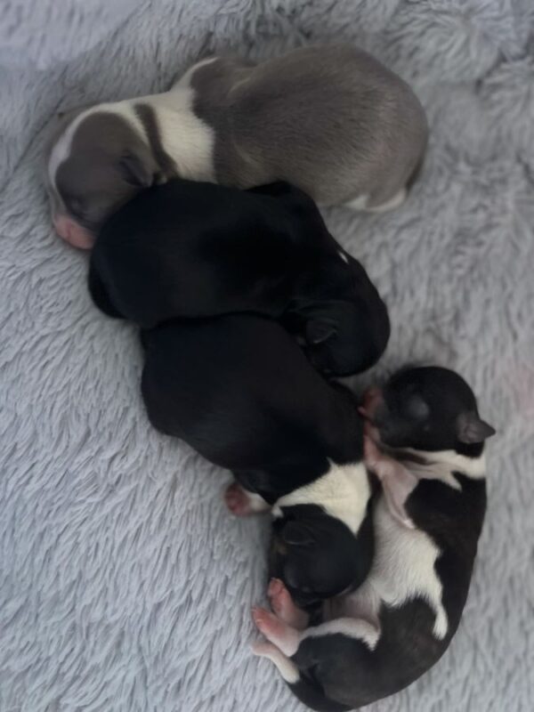 4 femelles chihuahuas poils longs