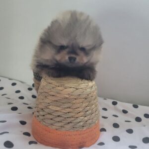 4 spitz orange