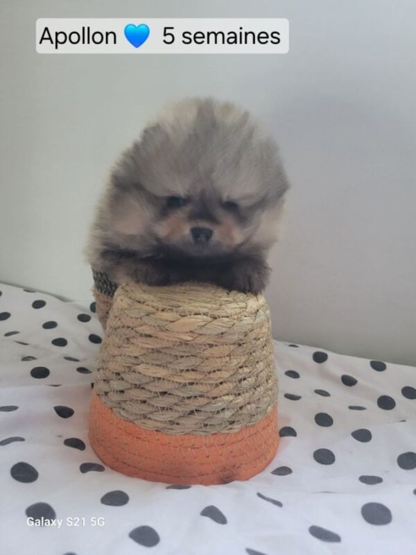 4 spitz orange