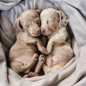 Choit Teckel a Poil Ras- Un Petit Chien au Grand Cœur (Male et Femelle )