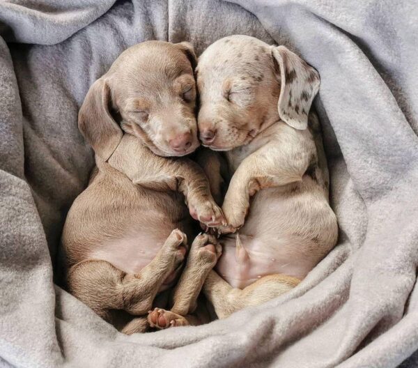 Choit Teckel a Poil Ras- Un Petit Chien au Grand Cœur (Male et Femelle )