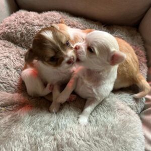 A réserver 3 chiots chihuahua non lof