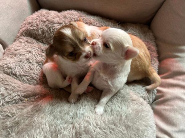 A réserver 3 chiots males chihuahua non lof