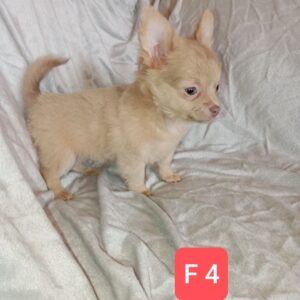 A réserver, adorable chiot femelle chihuahua pl