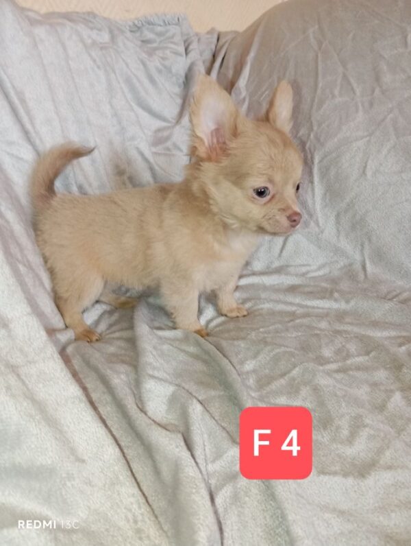 A réserver, adorable chiot femelle chihuahua pl