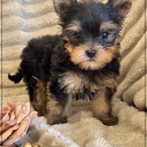 A réserver,arton, mâle yorkshire ,petit modèle,lof