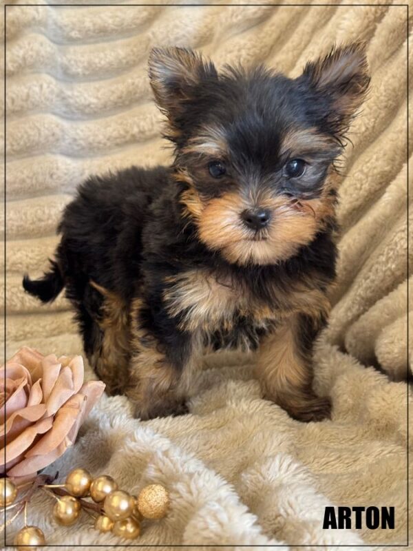 A réserver,arton, mâle yorkshire ,petit modèle,lof