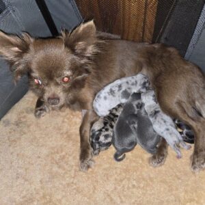 A réserver chihuahua