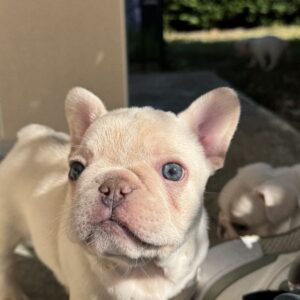 À réserver chiots bouledogue français