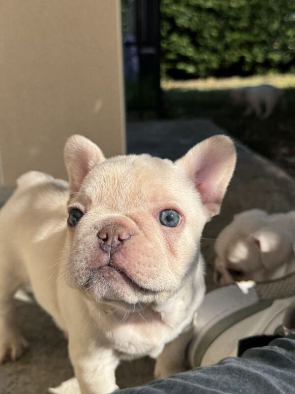 À réserver chiots bouledogue français