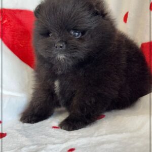 A réserver,diddle,mâle spitz nain poméranie,lof