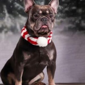 À vendre bouledogue français bleu tan