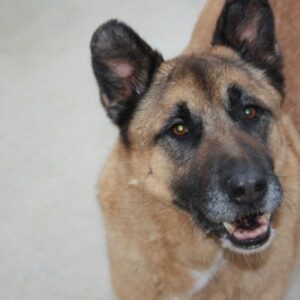Adoption Berger Allemand Sénior💙 - 24100 - unCompagnon.fr