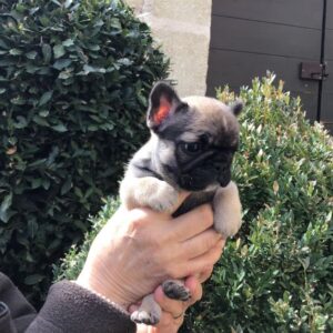 Adorable bebe bouledogue français femelle lof
