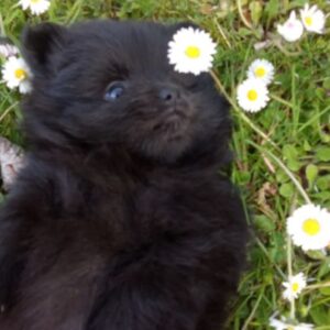 Adorable bébé spitz
