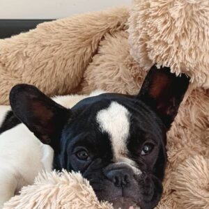 Adorable chiot femelle type bouledogue français