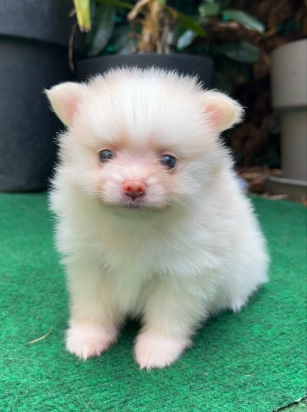 Adorable spitz nain à réserver