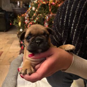Adorables chiots bouledogue français nés le 26 nov