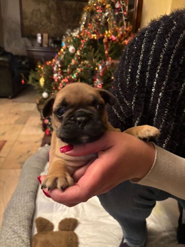 Adorables chiots bouledogue français nés le 26 nov