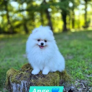 Ange magnifique spitz nain pomeranien lof blanc