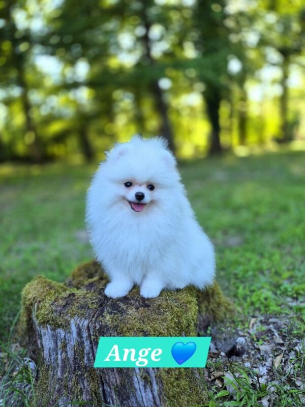 Ange magnifique spitz nain pomeranien lof blanc