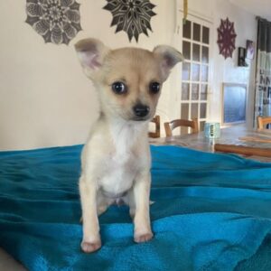 Av chiot chihuahua femelle beige merle