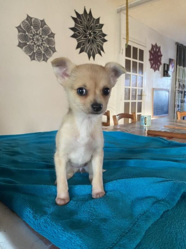 Av chiot chihuahua femelle beige merle