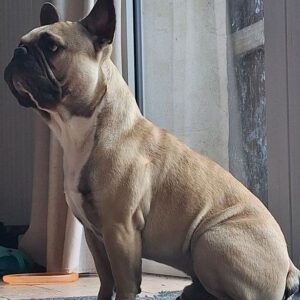 Beau Bouledogue Français De Couleur Fauve - 85150 - unCompagnon.fr