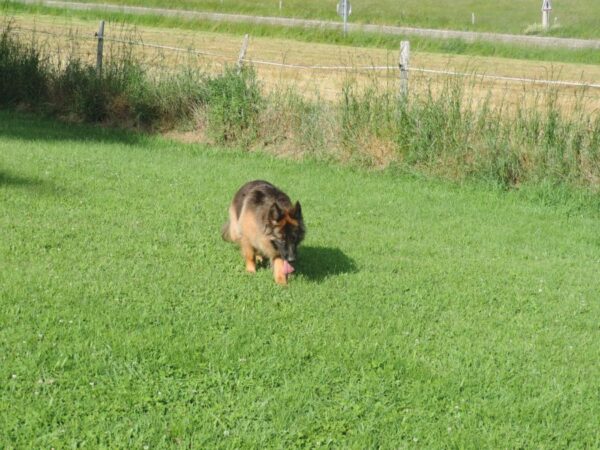 Berger Allemand Pl - 07100 - unCompagnon.fr