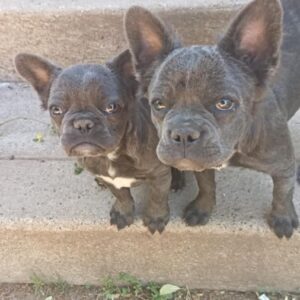 Bouledogue fluffy