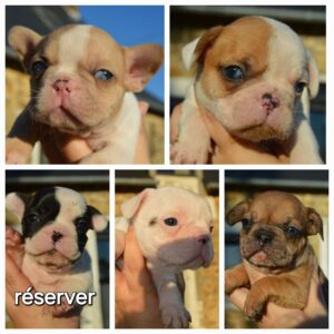 Bouledogue français
