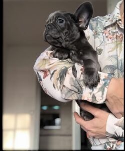 Bouledogue français