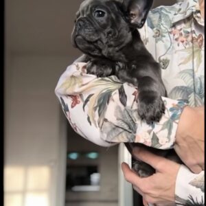 Bouledogue français
