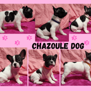 Bouledogue français