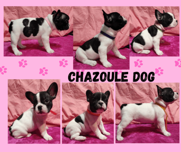 Bouledogue français