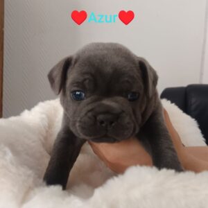 Bouledogue français bleu