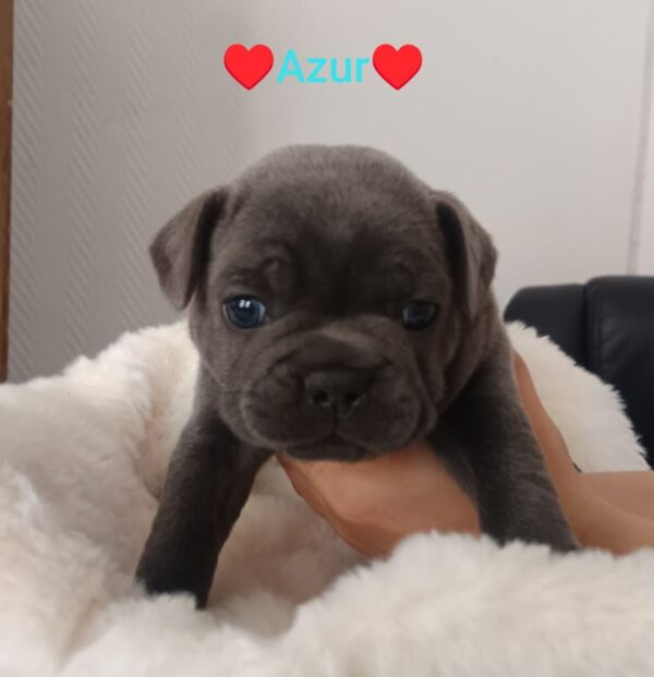 Bouledogue français bleu