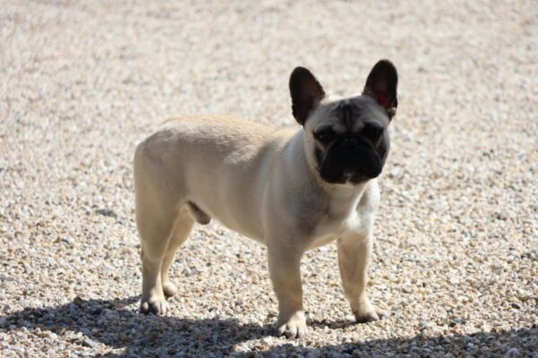 Bouledogue francais lof
