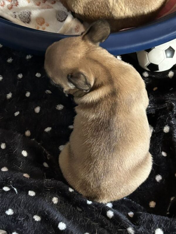 Bouledogue français lof