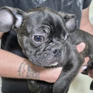 Bouledogue français mâle