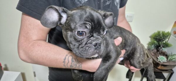 Bouledogue français mâle