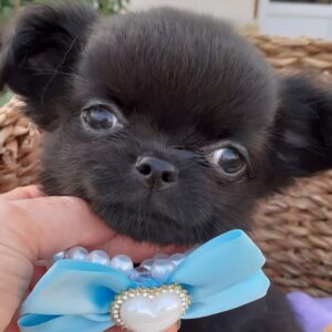 Chihuahua