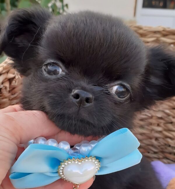 Chihuahua